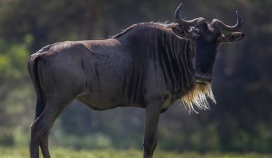 11 gün boyunca aralıksız olarak 12 bin kilometre uçtu